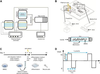 Cyclic Strain and Electrical Co-stimulation Improve Neural Differentiation of Marrow-Derived Mesenchymal Stem Cells